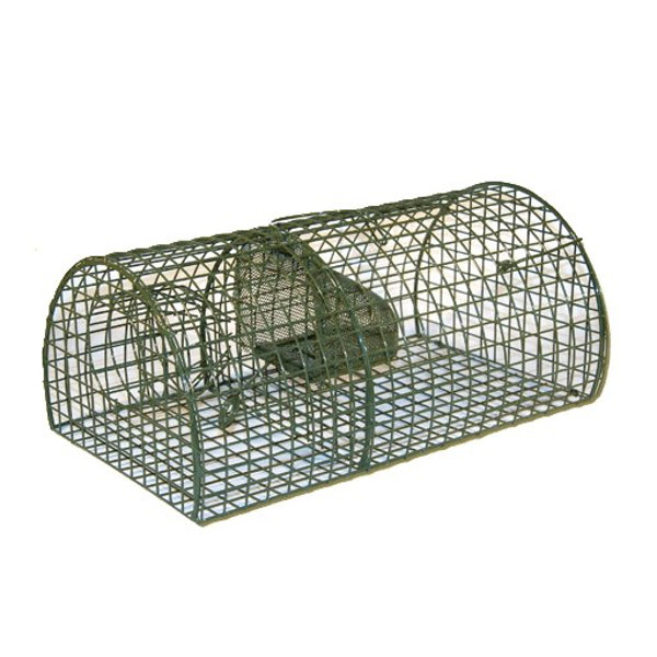 Ngk Rat Vaooi Hemisphäre