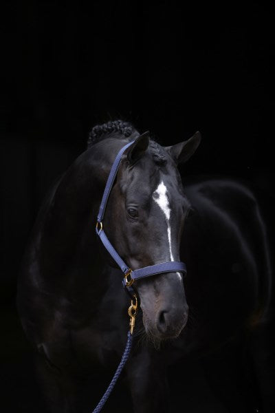 Abi-Topline-Halfter blau 1 Pony