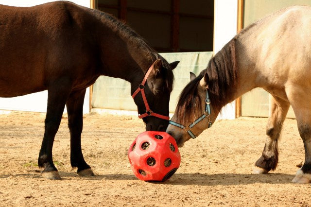 Produkte Lebensmittel Spielball rot