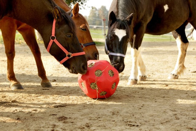 Produkte Lebensmittel Spielball rot