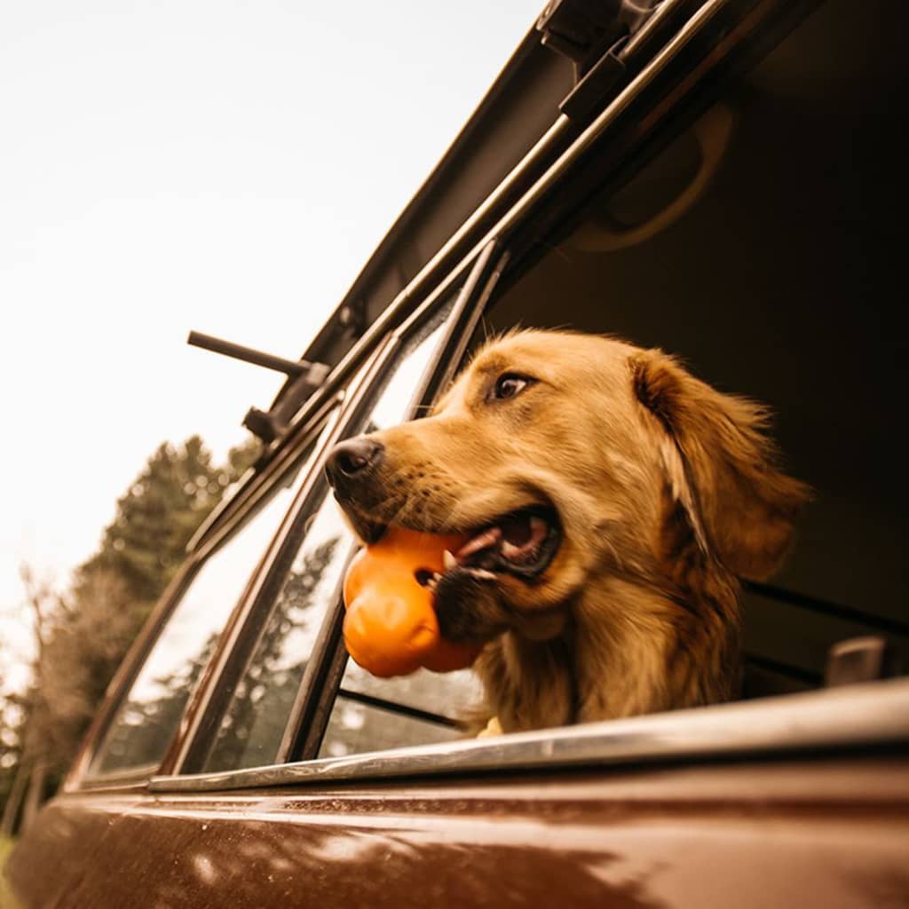 West Paw West Paw Hundespielzeug mit Zogoflex -Tuxs Mandarin Orange