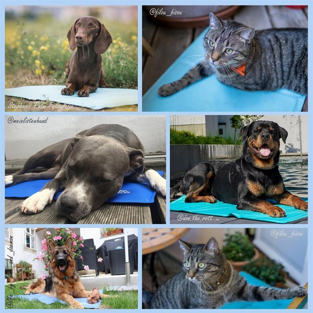 Nosli Nosli selbstkühlende Kühlmatte für Hunde und Katzen 50x90 cm meerblau