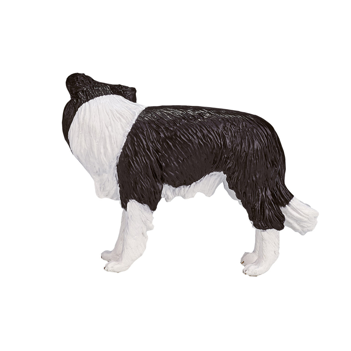 Mojo Ackerland Border Collie – 387203