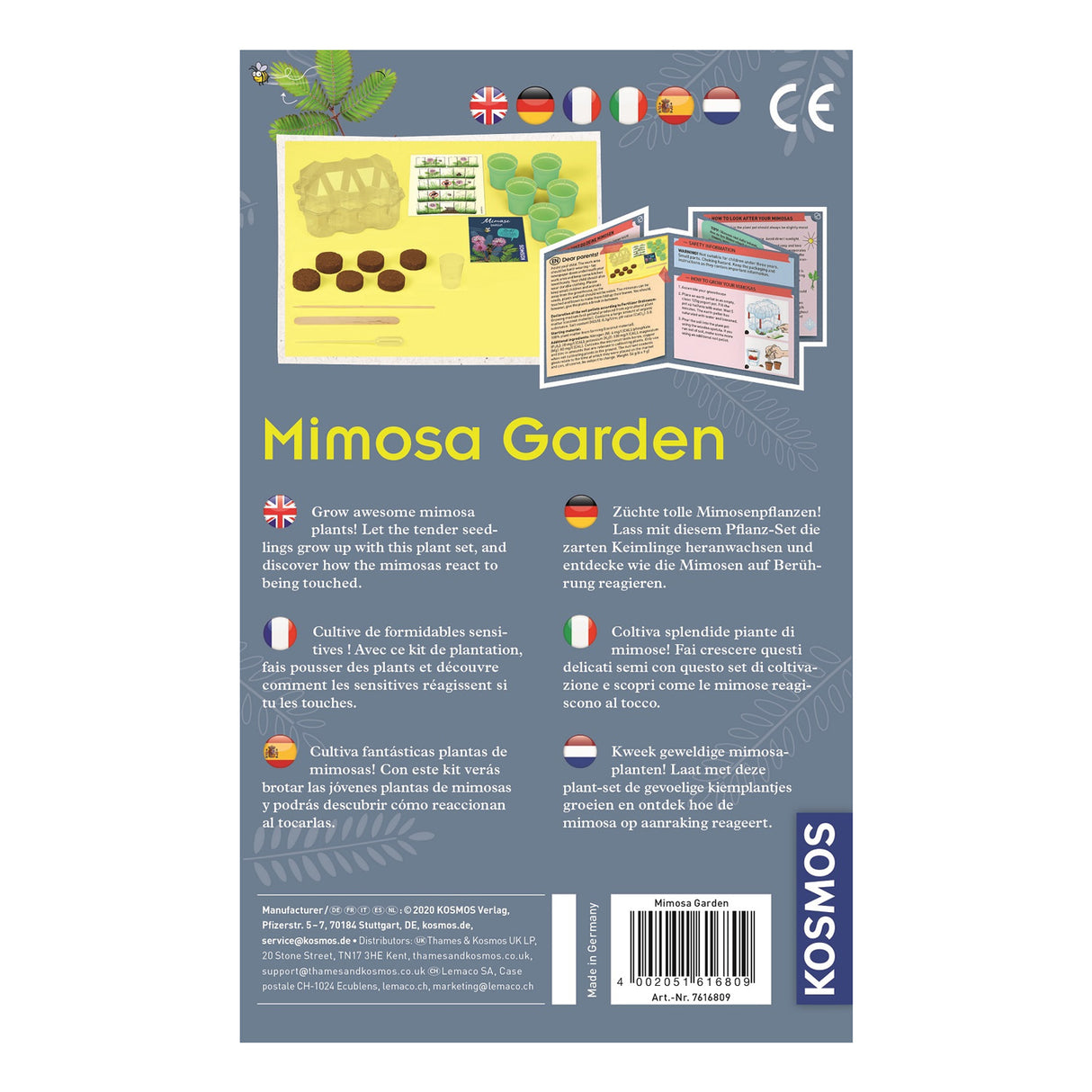 Wachsende Kosmos-Mimosenpflanzen