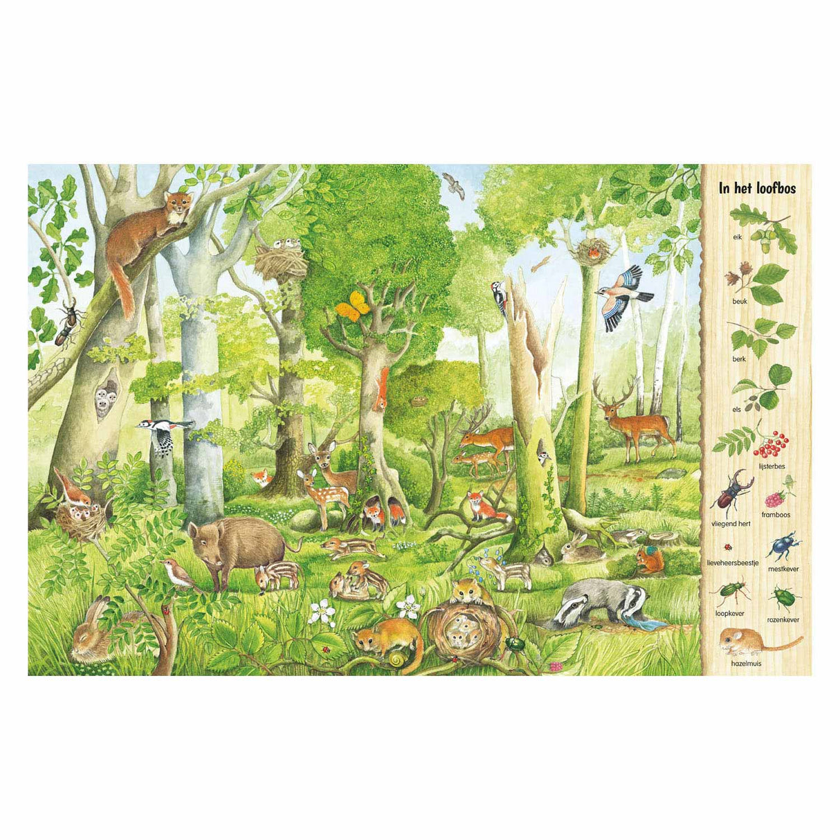 Deltas Such- und Suchbuch – im Wald