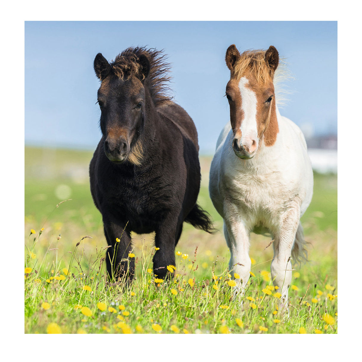 Ravensburger süße Ponys, 3x49Stk.