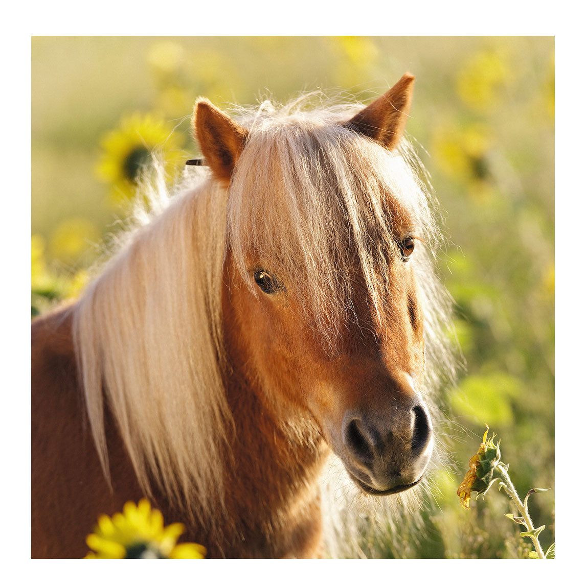 Ravensburger süße Ponys, 3x49Stk.