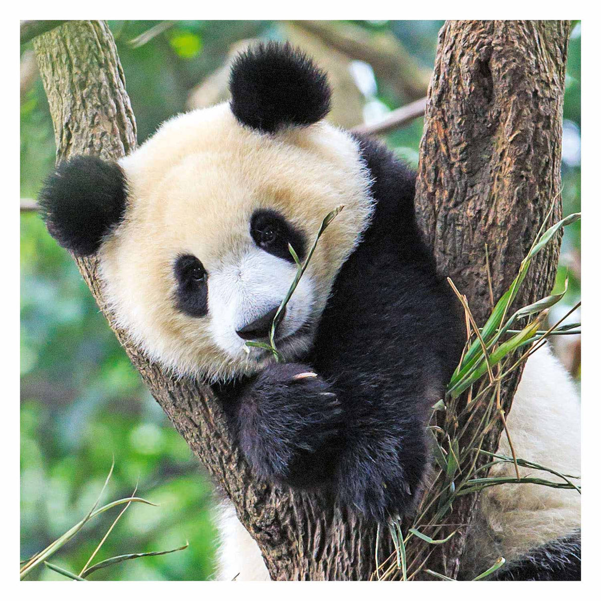 Ravensburger Puzzle Panda, Tiger und Löwe, 3x49tlg.