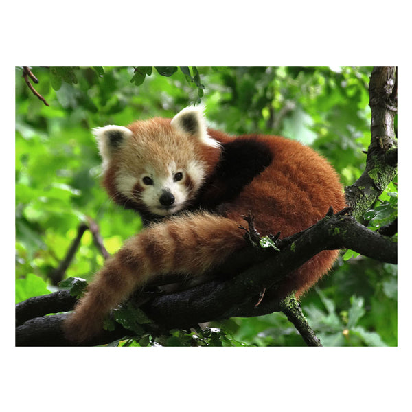 Ravensburger Puzzle Roter Panda – 500 Teile Tiere.