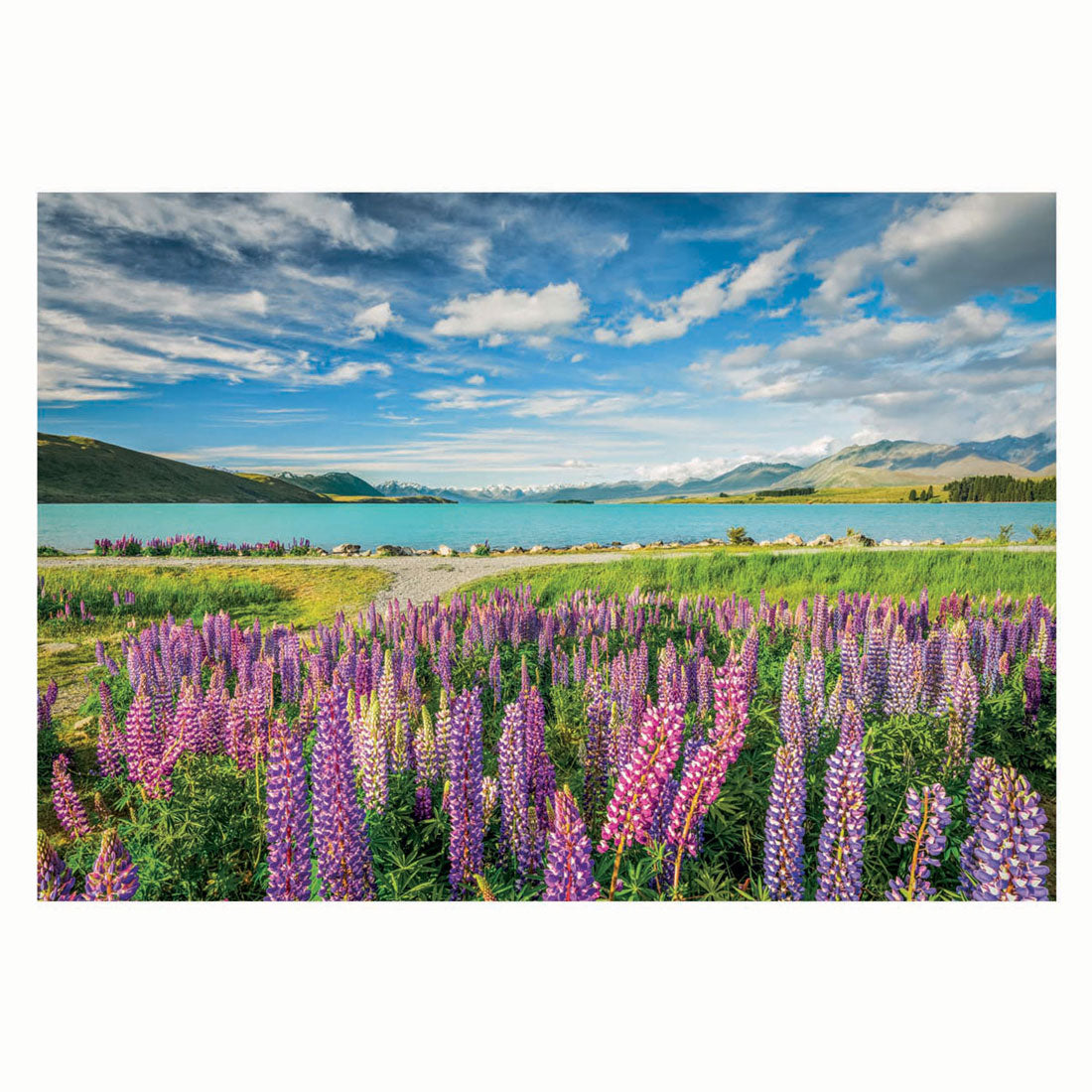 Clementoni-Puzzle Blumen am Tekapo-See, 1500 Teile.
