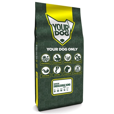 Yourdog serbischer Tricolor -Hund Senior