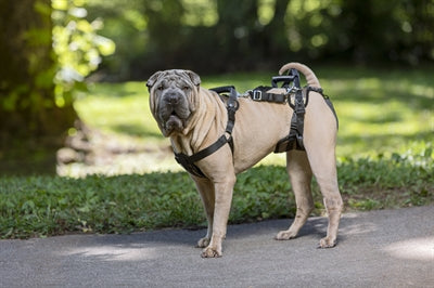 Solvit PetSafe Carelift vorne und hinten