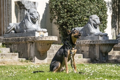 Morso Hundehalsband aus recyceltem Vollmetall für Hunde, braun