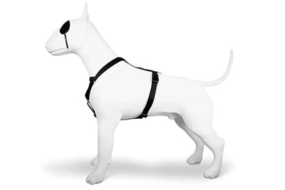 Morso Hundegeschirr, H-Geschirr, recyceltes Gold, Kaviargold