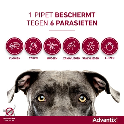 Elanco Advantix Spot auf