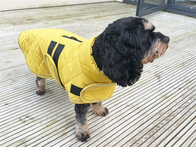 Happy Pet Hundemantel „Go Walk“, gesteppt, Senfgelb