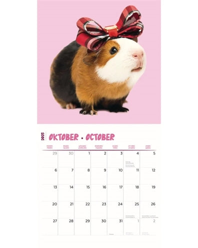 Kalender Meerschweinchen Studio 2025