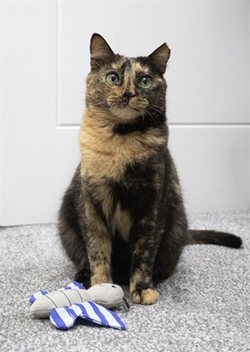Battersea-Schmetterling und Libellen-Duo blau