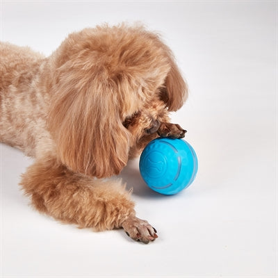Fofos wiederaufladbarer Rollball für Hunde