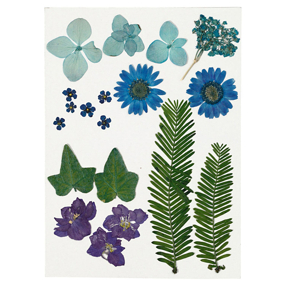 Creativ Company Trockenblumen und Blätter blau, 19 Stk.