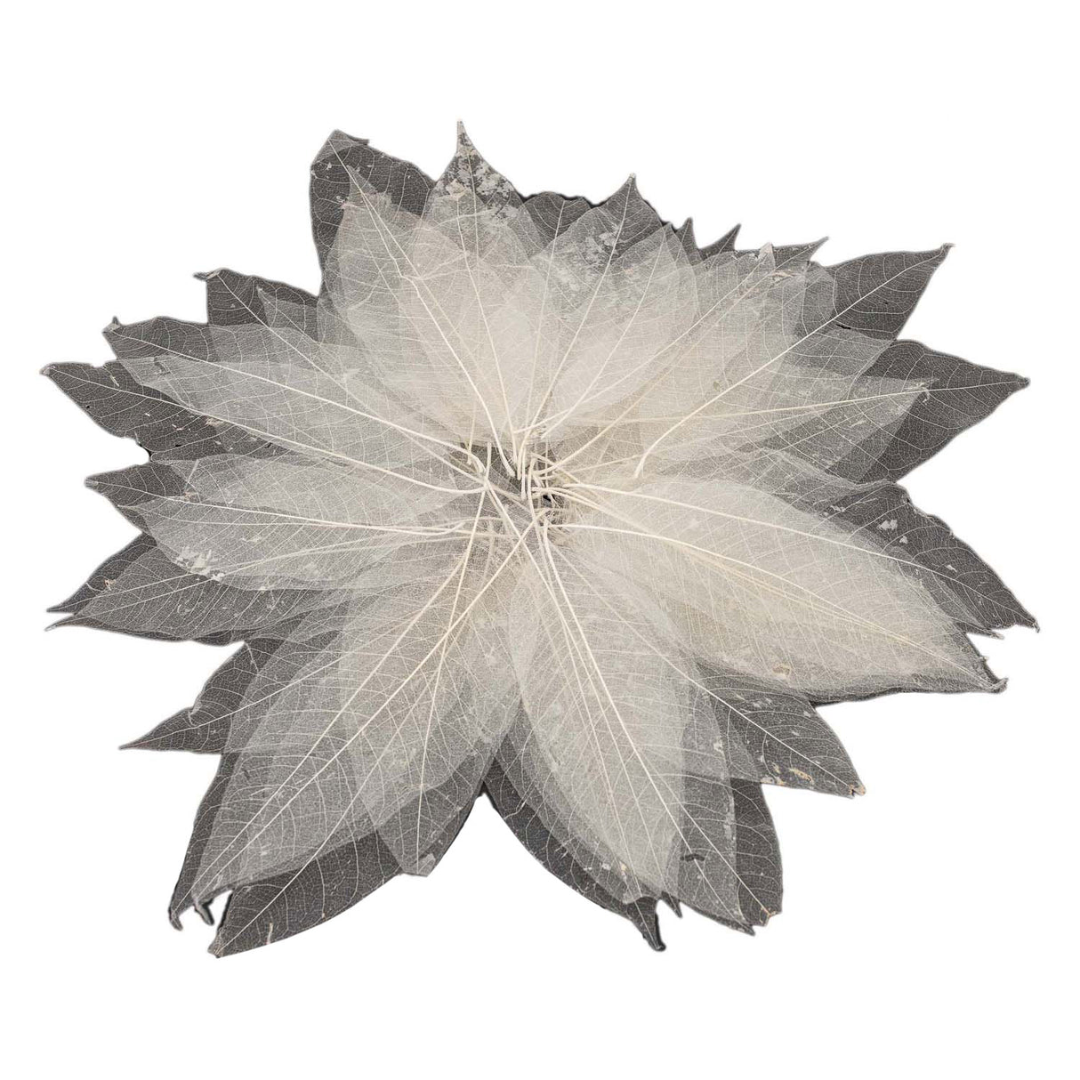 Magnolienblattskelette, 50 Stk.