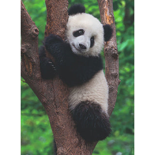 Ravensburger Puzzle Panda und Koala 2 x 500 Teile