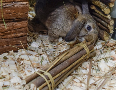 Happy Pet Willows Vorteilspack 2 Stäbchen 2 Bälle