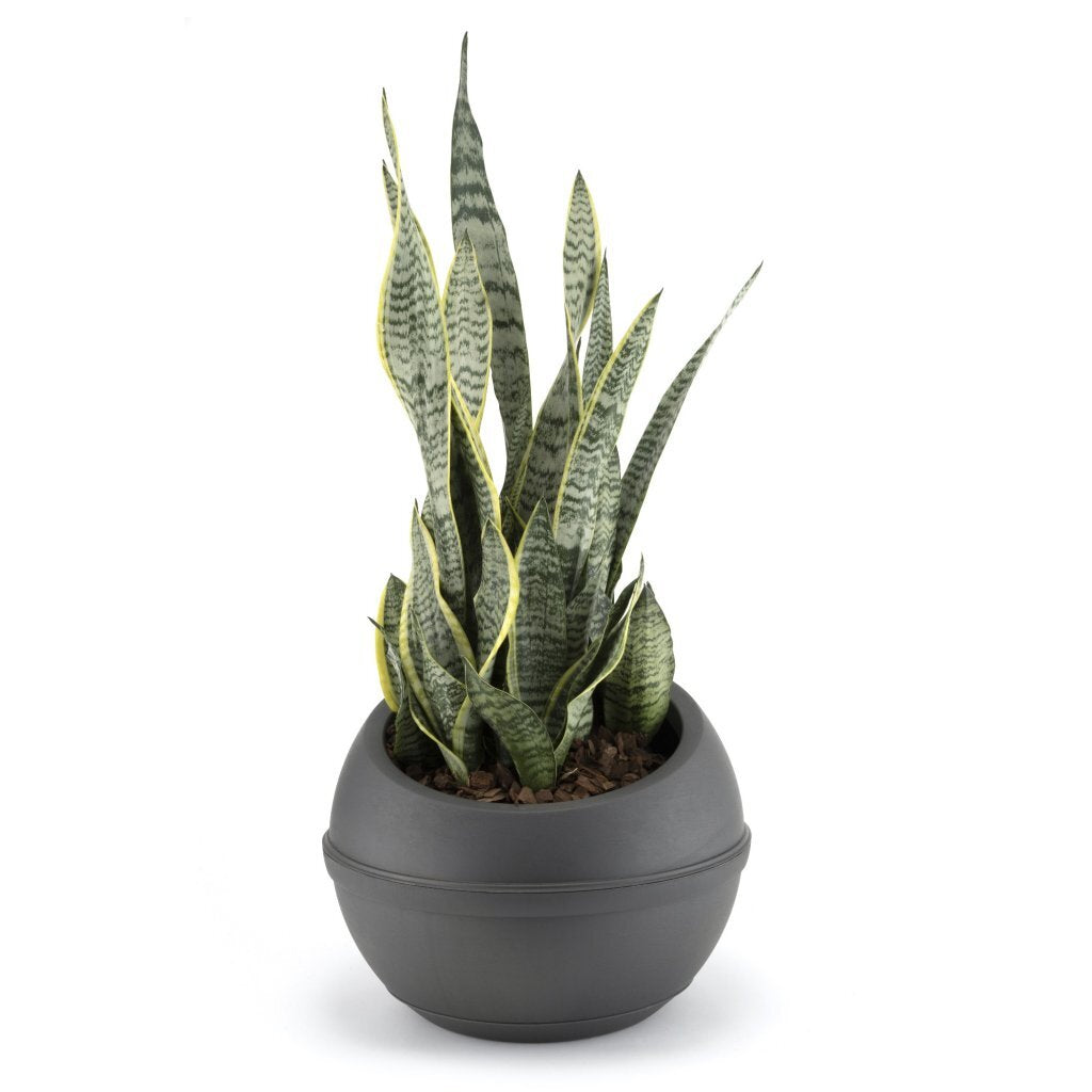 Bama Sfera Blumentopf 23l 40,5x32 cm anthrazit