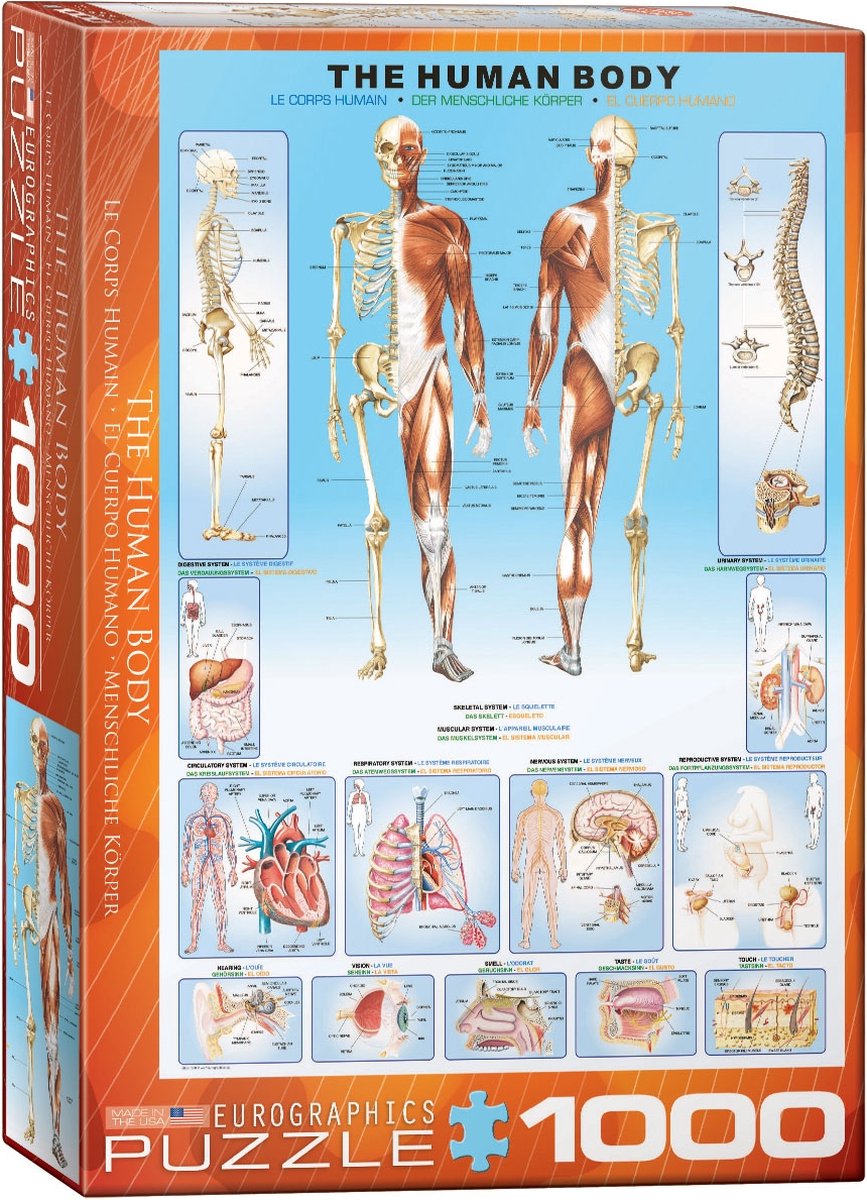 Eurographics - Der menschliche Körper - 1000 Teile 48×68cm (B×H) – Puzzle
