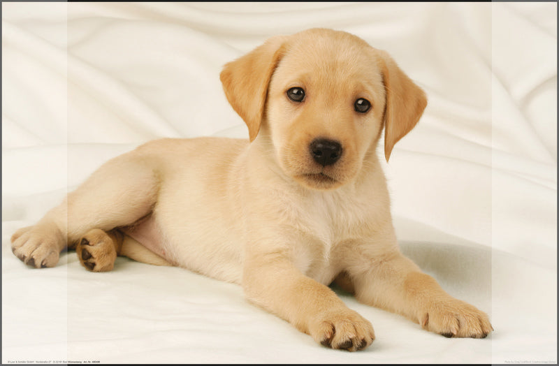 Kangaro k-0014d108 Schreibtischunterlage PP 38x58cm Design Labrador weiß