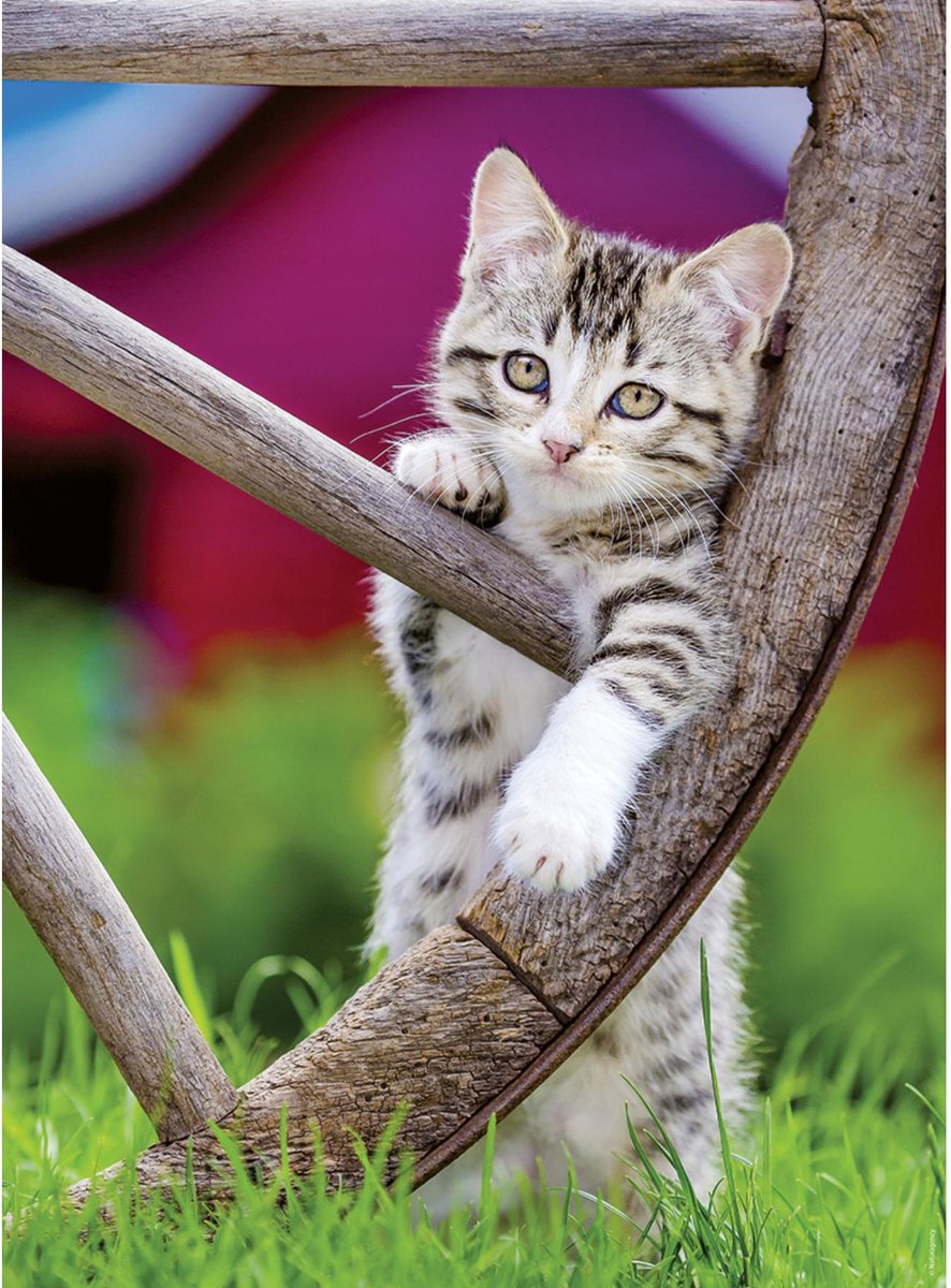 Ravensburger Puzzle Katzen 2 x 500 Teile