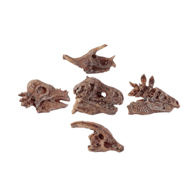 Rawr Dinosaurier-Schädel Fossilien-Ausgrabungs-Set