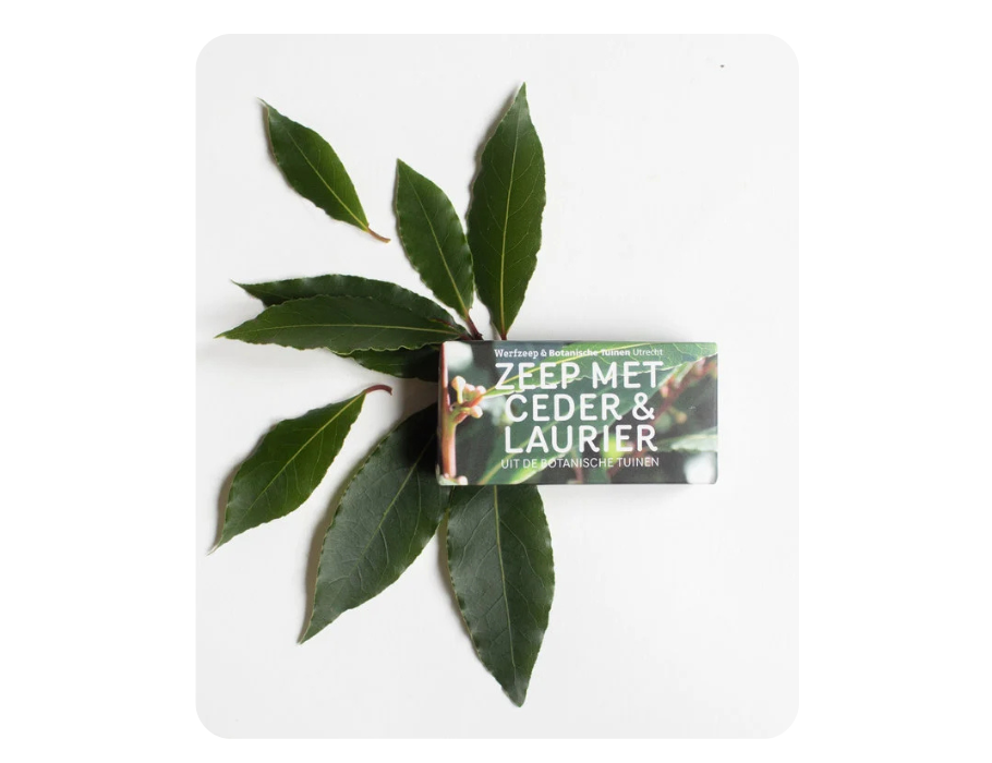 Werf Soap - Botanische Gärten - Zedernlaurel