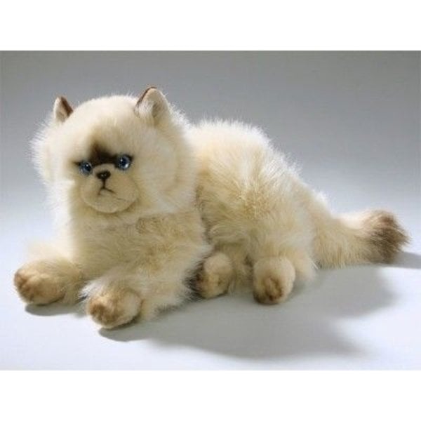 Lügen persische Katze 30 cm