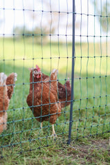 Ako Products Poultrynet Premium elektrifizierbar 50m2