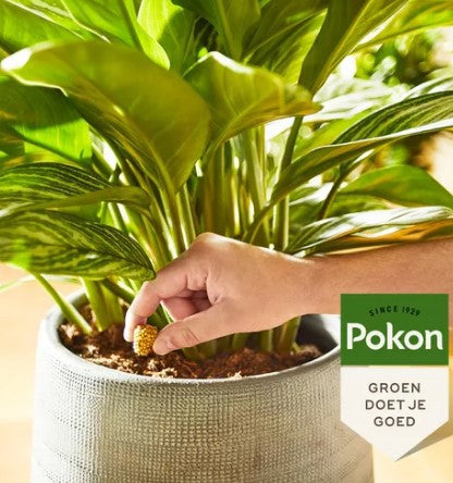 Pokon Produkte Terrassenbalkonpflanzen Nährkegel 10 Stk