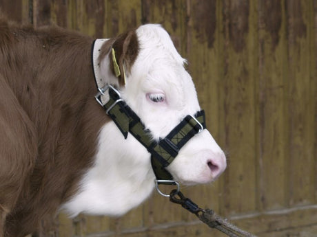 Produkte Bullenhalfter aus Nylon mit D-Ring