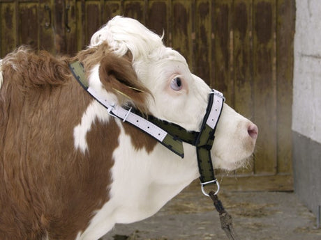 Produkte Bullenhalfter aus Nylon mit D-Ring