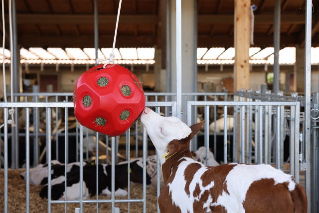 Produkte Lebensmittel Spielball rot