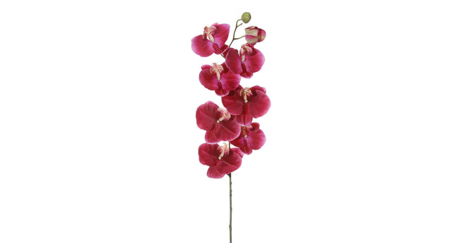 Phalaenopsis l120cm cerise