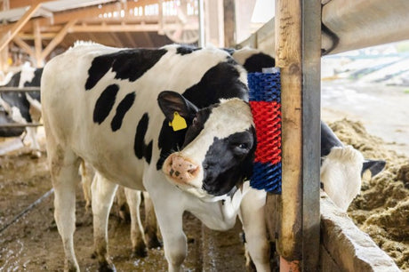 Produkte halbrunde Kuhbürste Rinderbürste blau rot XL