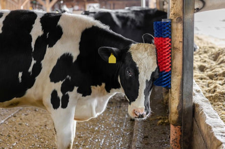 Produkte halbrunde Kuhbürste Rinderbürste blau rot XL