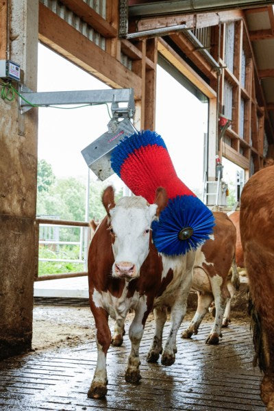 Produkte Happycow Kuhbürste Maxiswing