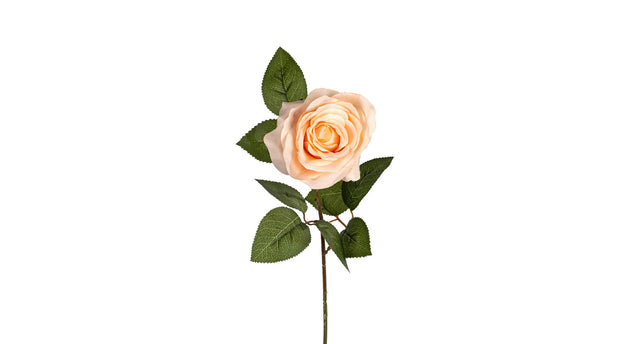 Roos l66cm zalm