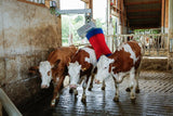 Happycow Kuhbürste Maxiswing