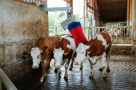 Produkte Happycow Kuhbürste Maxiswing