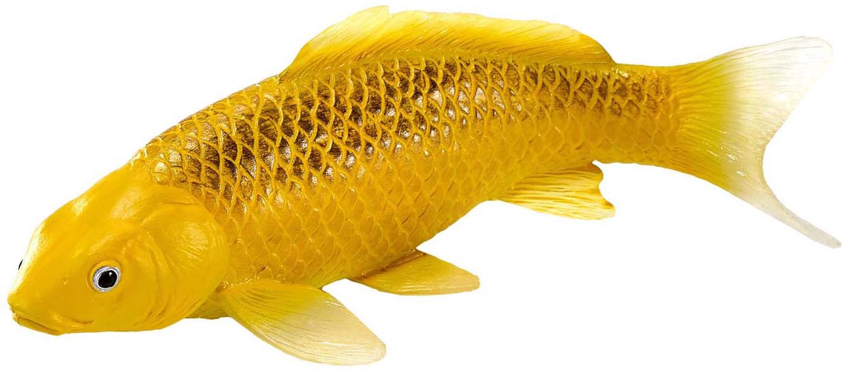 Mojo Sealife Koi-Karpfen – Chin Matsuba Koi – 381105