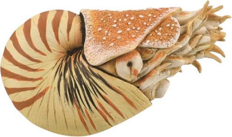 Collecta-Figur – Nautilus Pompilius – (XL) – Vorgeschichte – handbemalt – Miniatur