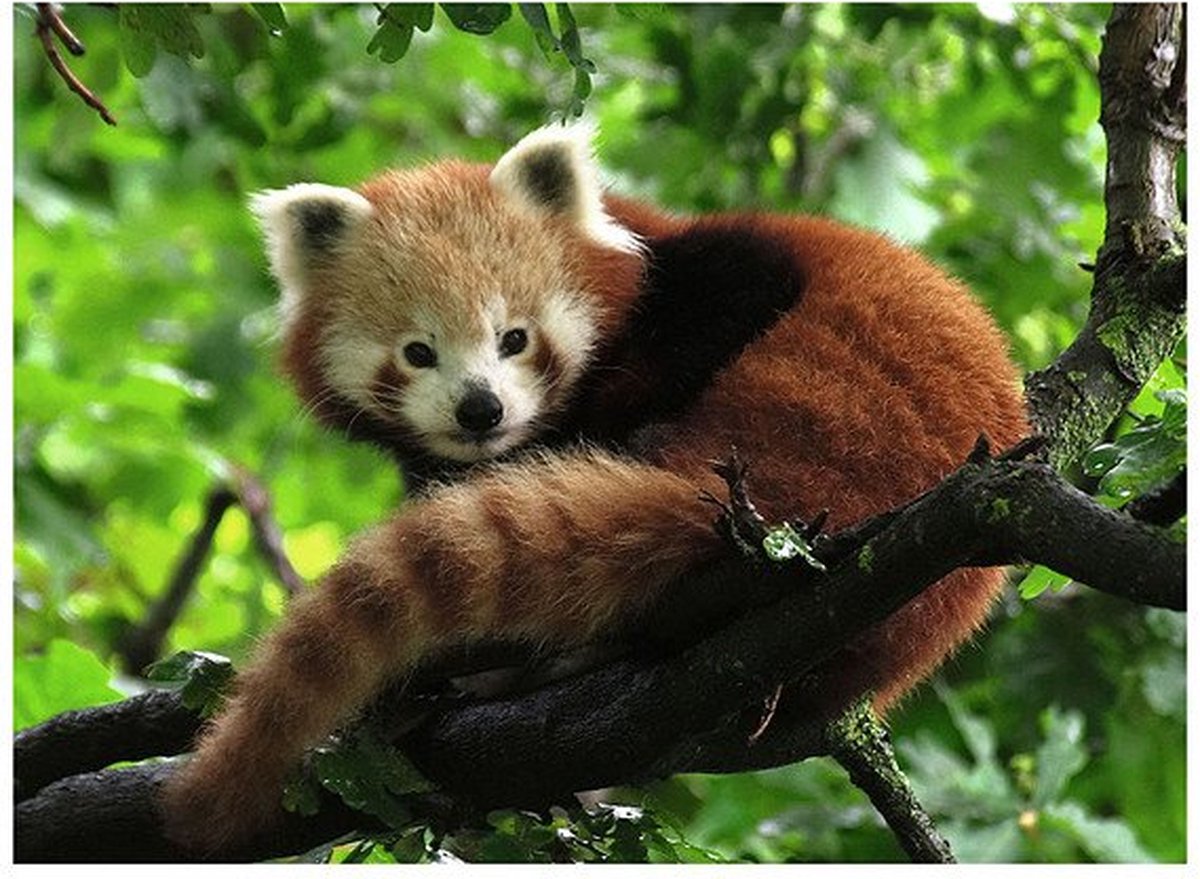 Ravensburger Puzzle süßer roter Panda 500 Stück