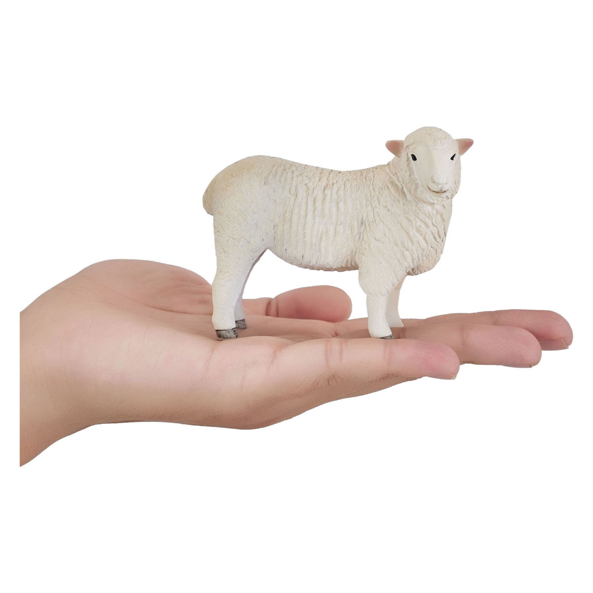 Mojo Ackerland Romney Schaap ooi - 381064